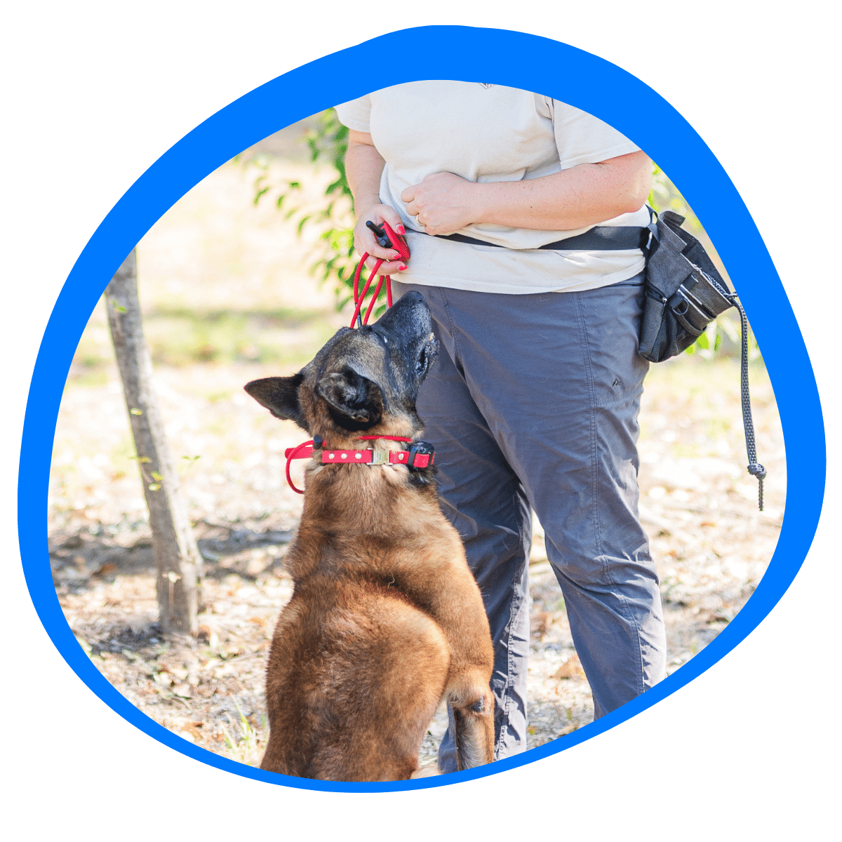 Beehaved Dog Training Co certified trainers and professional credentials in Gainesville TX for dog training and behavior modification