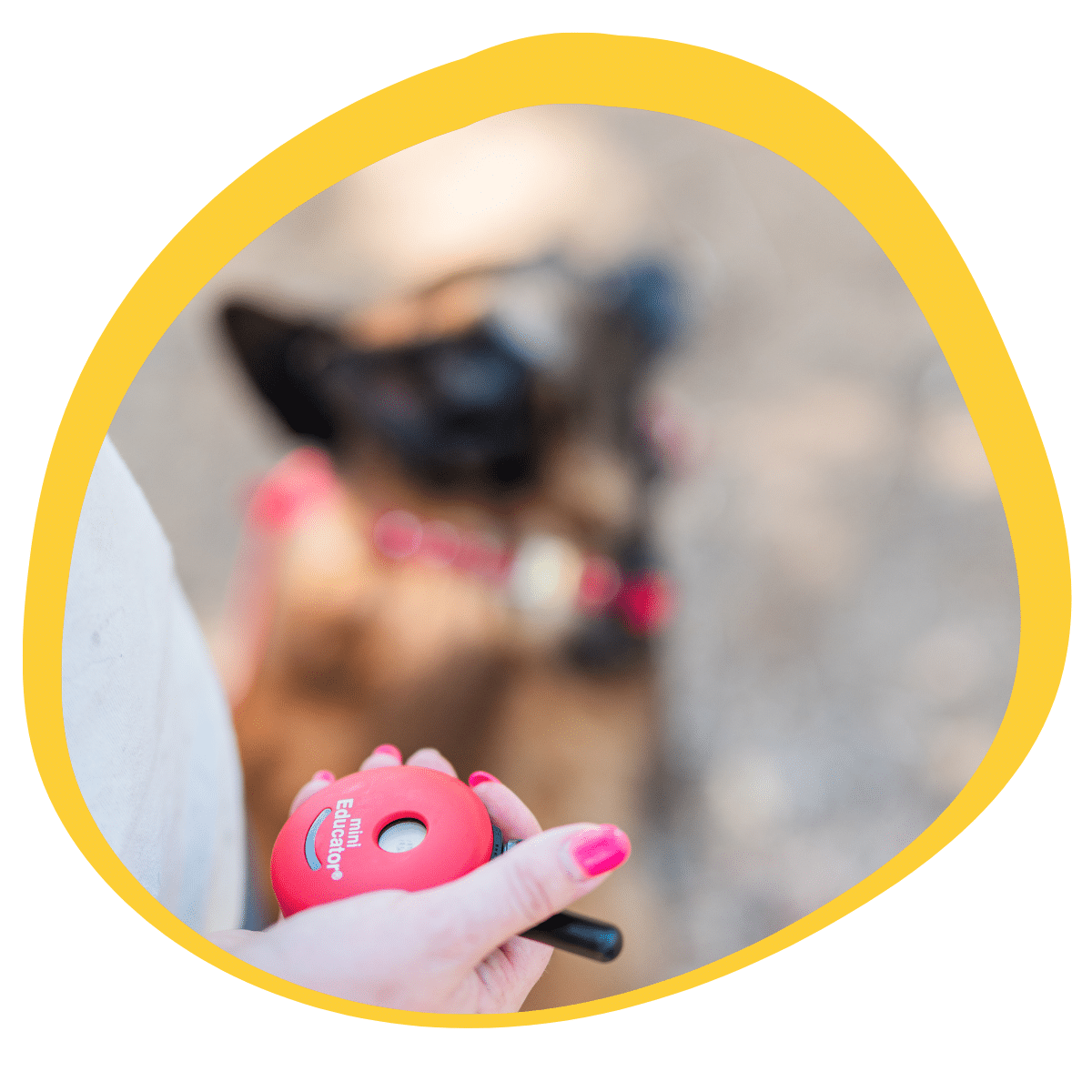 certified dog trainers at Beehaved Dog Training Co in Gainesville TX providing expert dog training