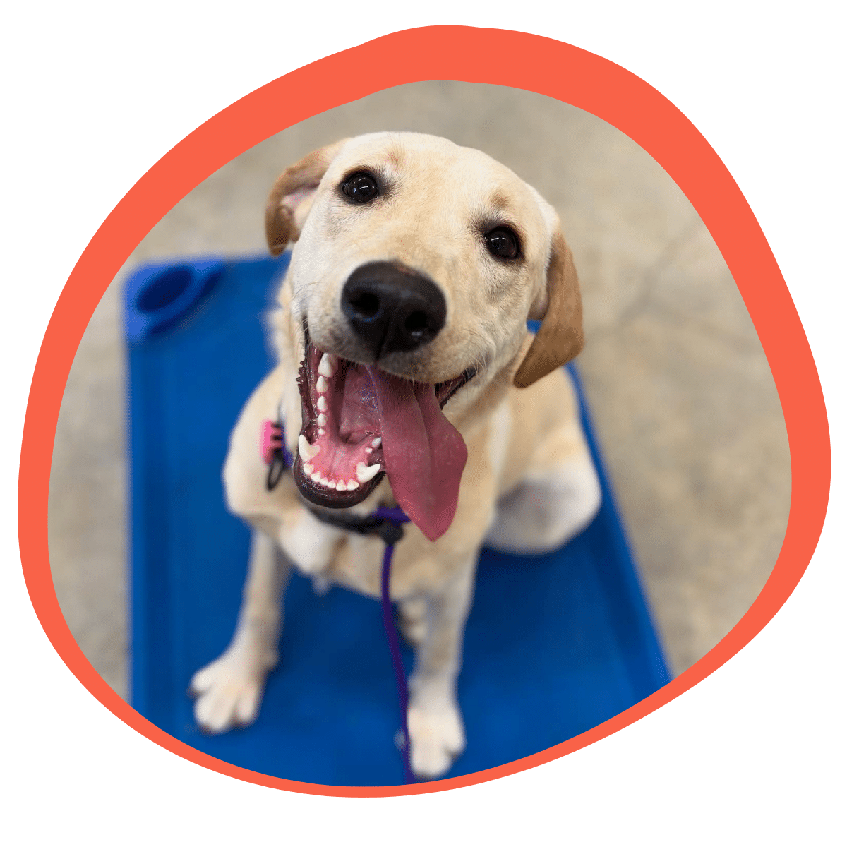 personalized dog training session in Gainesville TX tailored to each dog's needs by Beehaved Dog Training Co