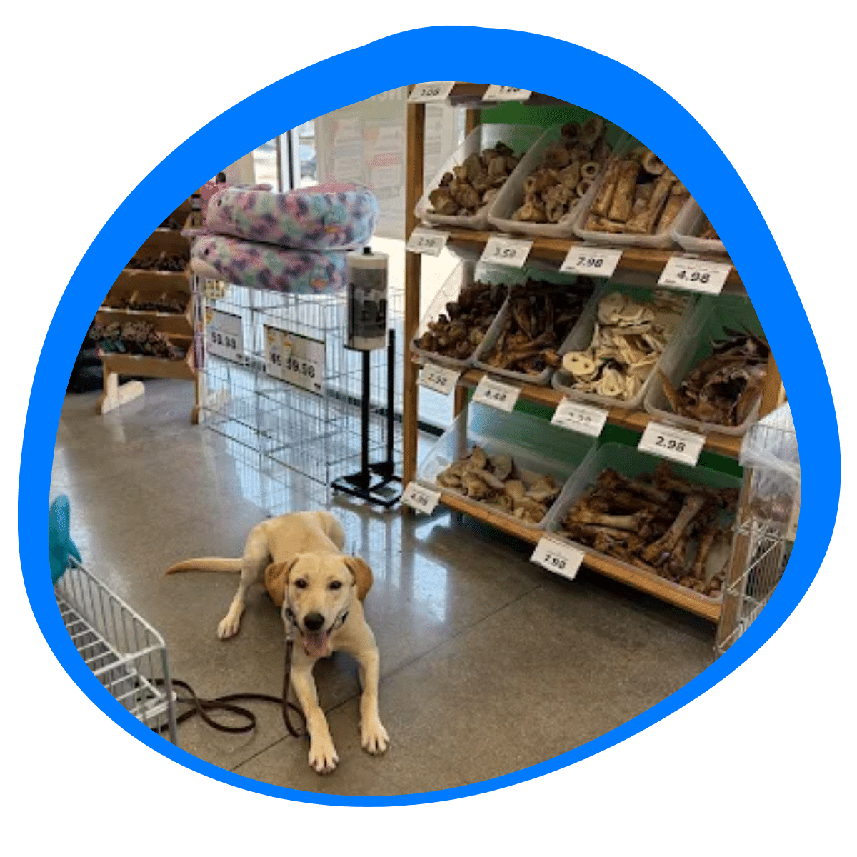 dog being public proofed during board & train in DFW Texas