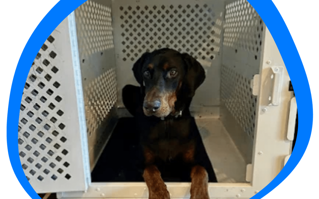 Crate Training a Dog: Tips for Success