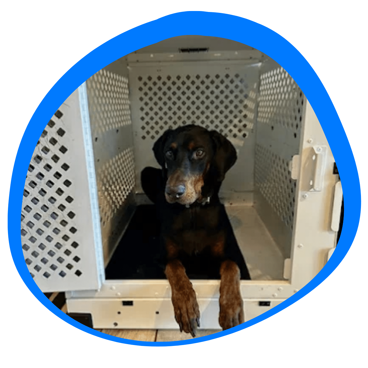 Crate Training a Dog: Tips for Success