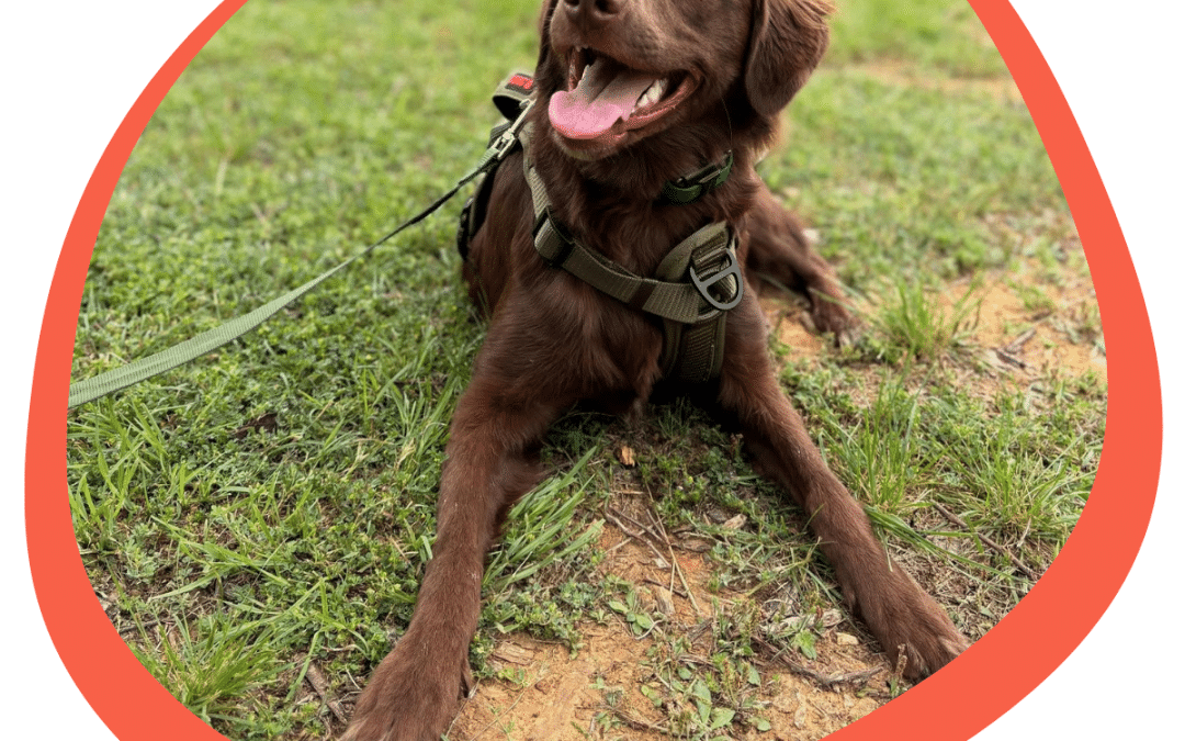 How to Potty Train Your New Puppy: A Step by Step Guide