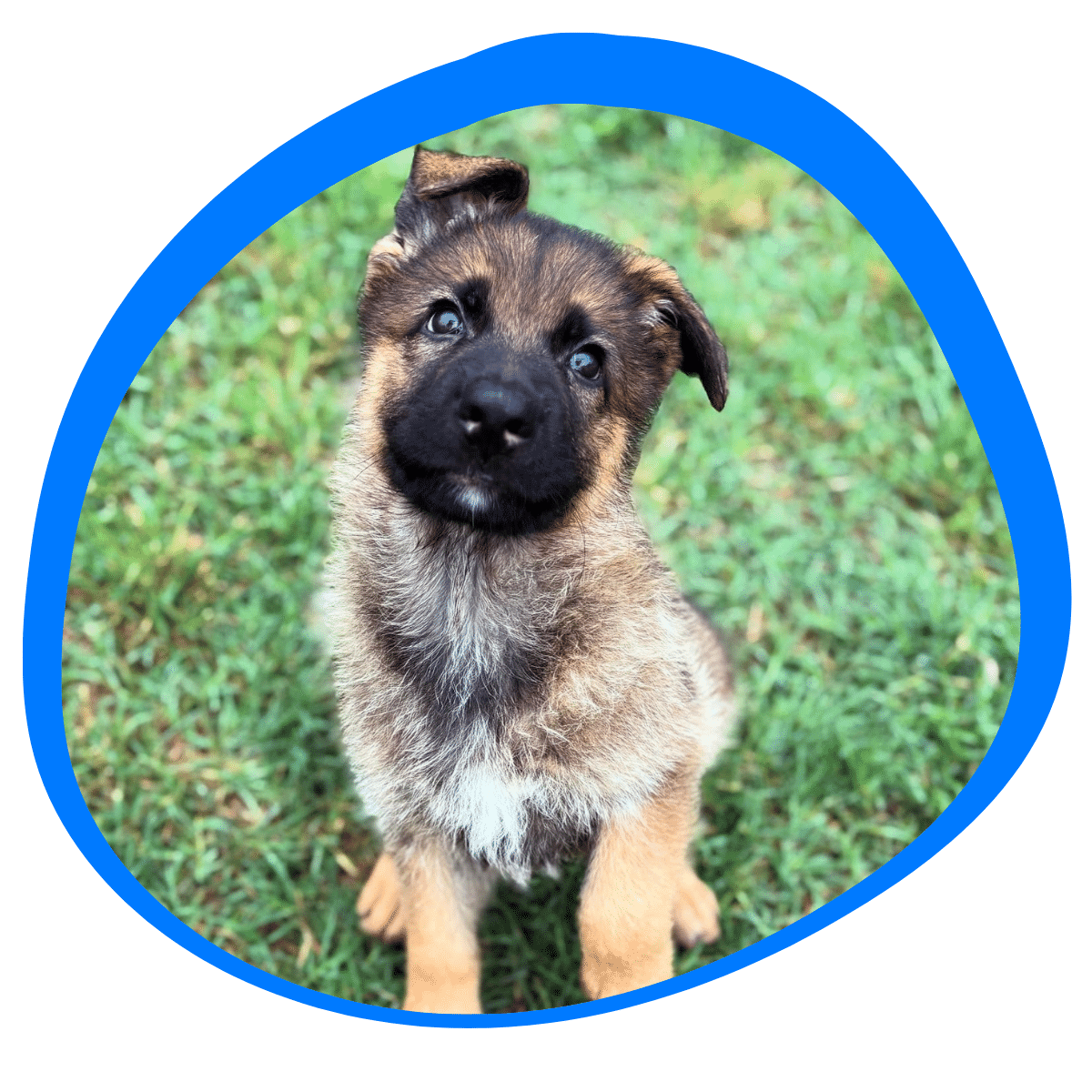 puppy practicing crate and potty training Gainesville and Dallas TX
