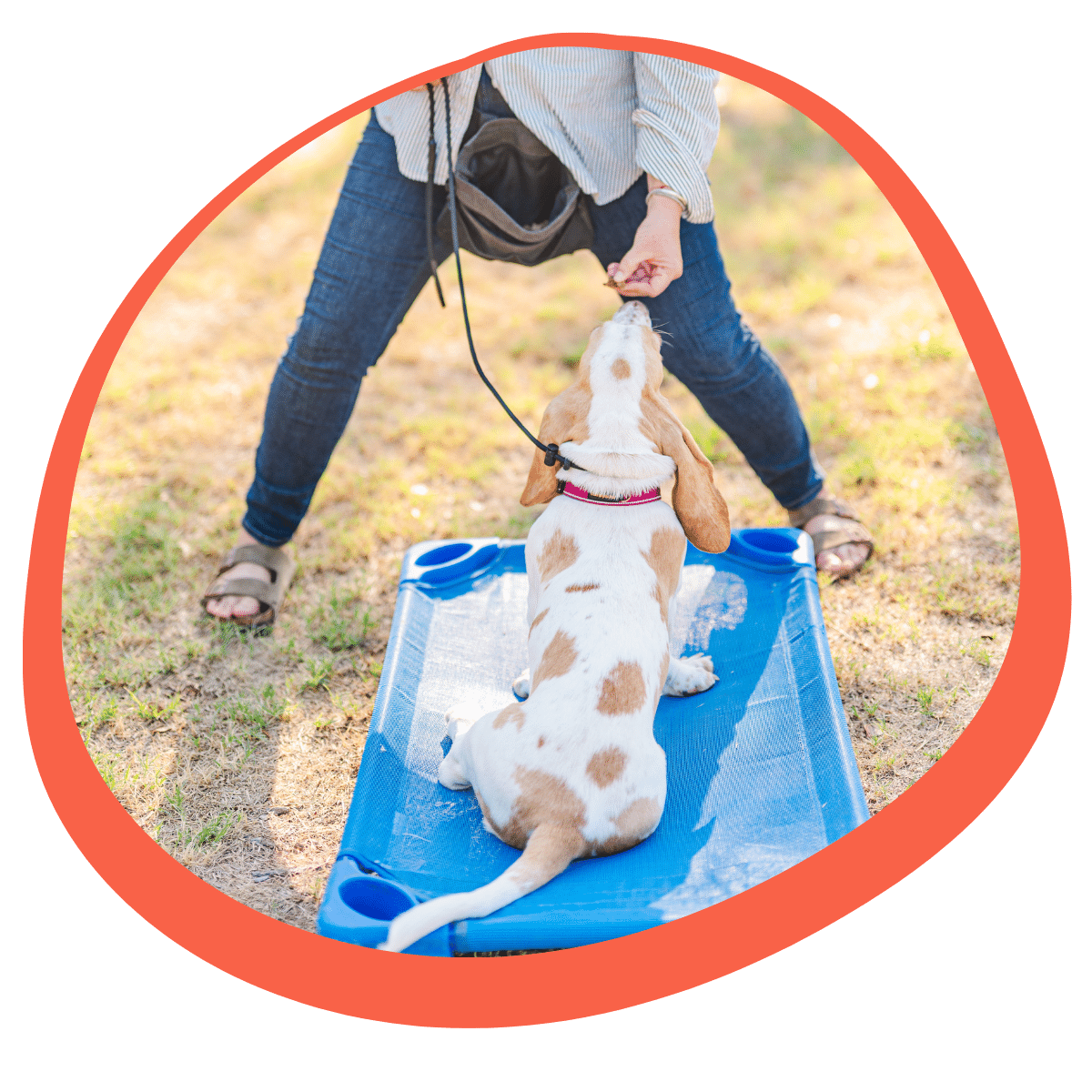 dog learning basic obedience commands in Gainesville TX during in-home training session