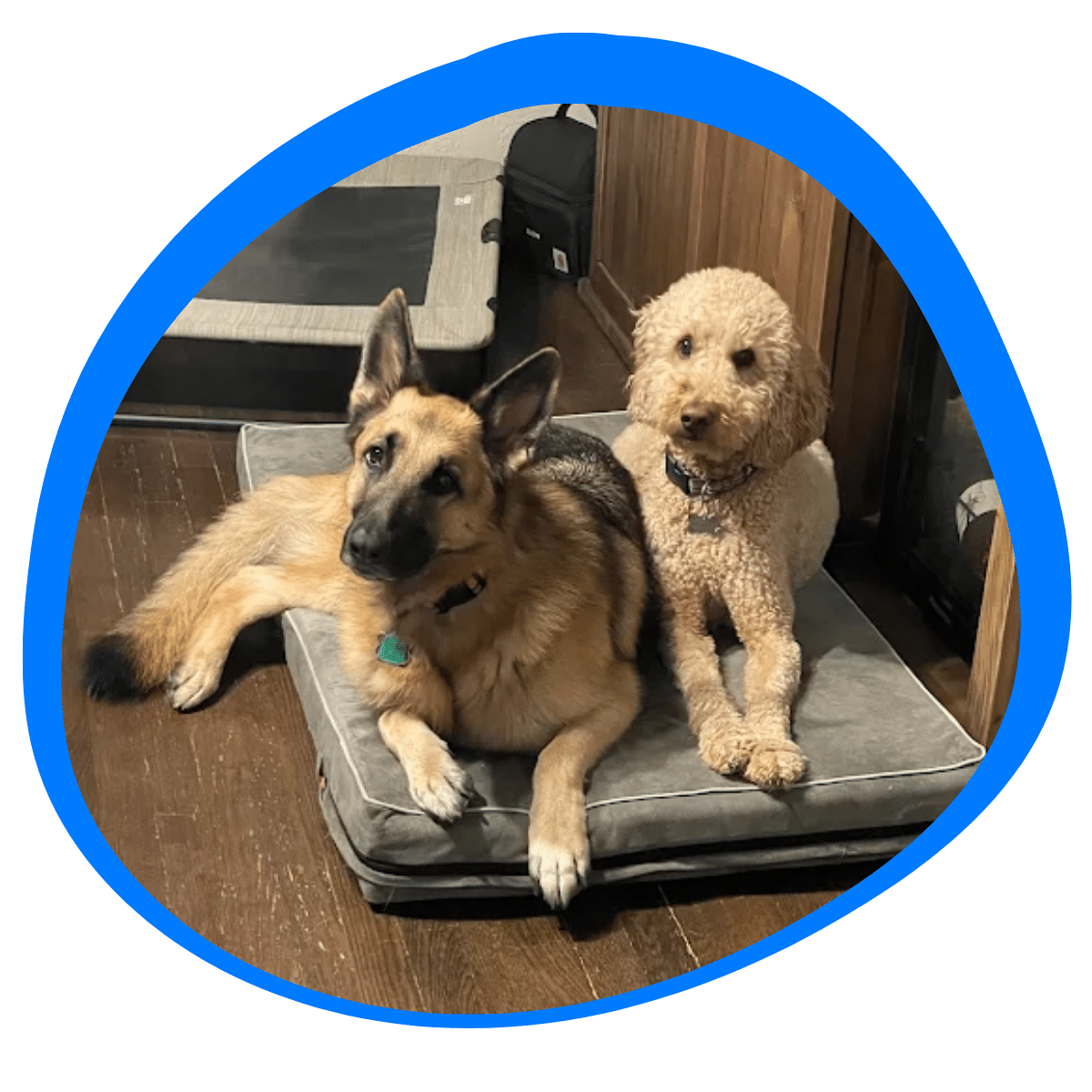 trainer demonstrating effective training techniques with dog in Gainesville TX home environment