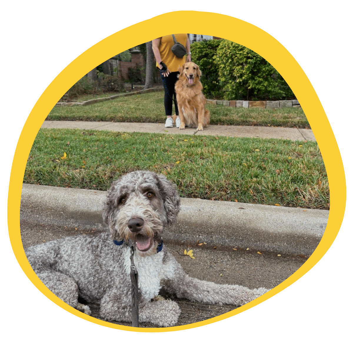 dog receiving personalized in-home training in Gainesville TX to address behavioral challenges