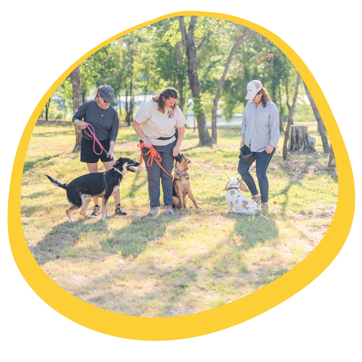dog behavior modification training in Gainesville TX with Beehaved Dog Training Co to correct problem behaviors