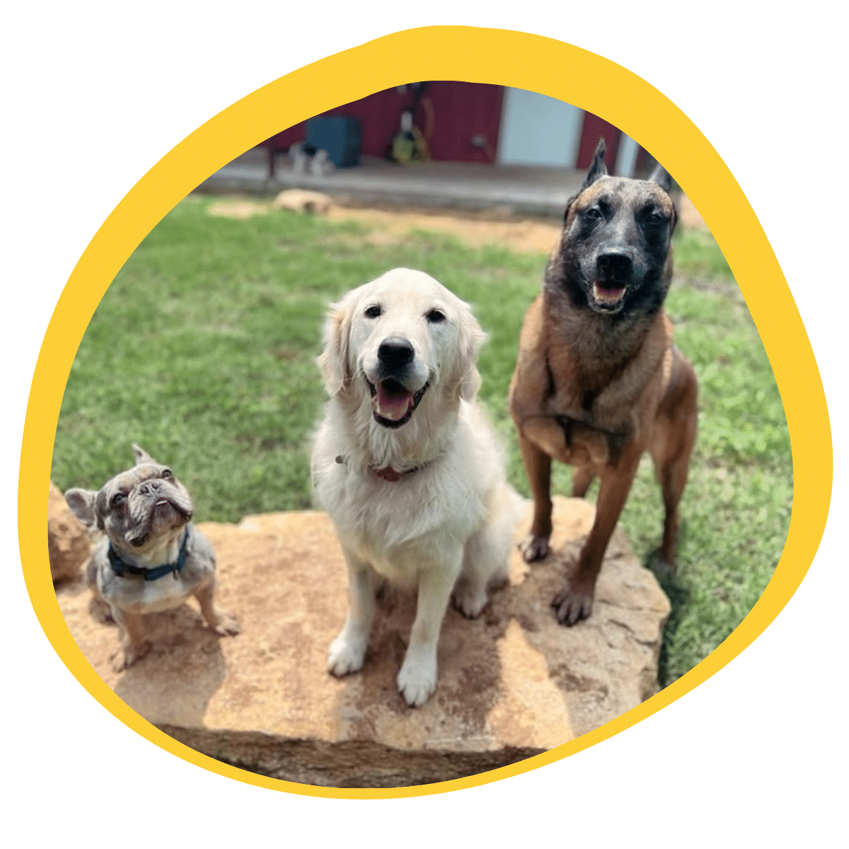 dog living with professional trainer during board & train in North Texas