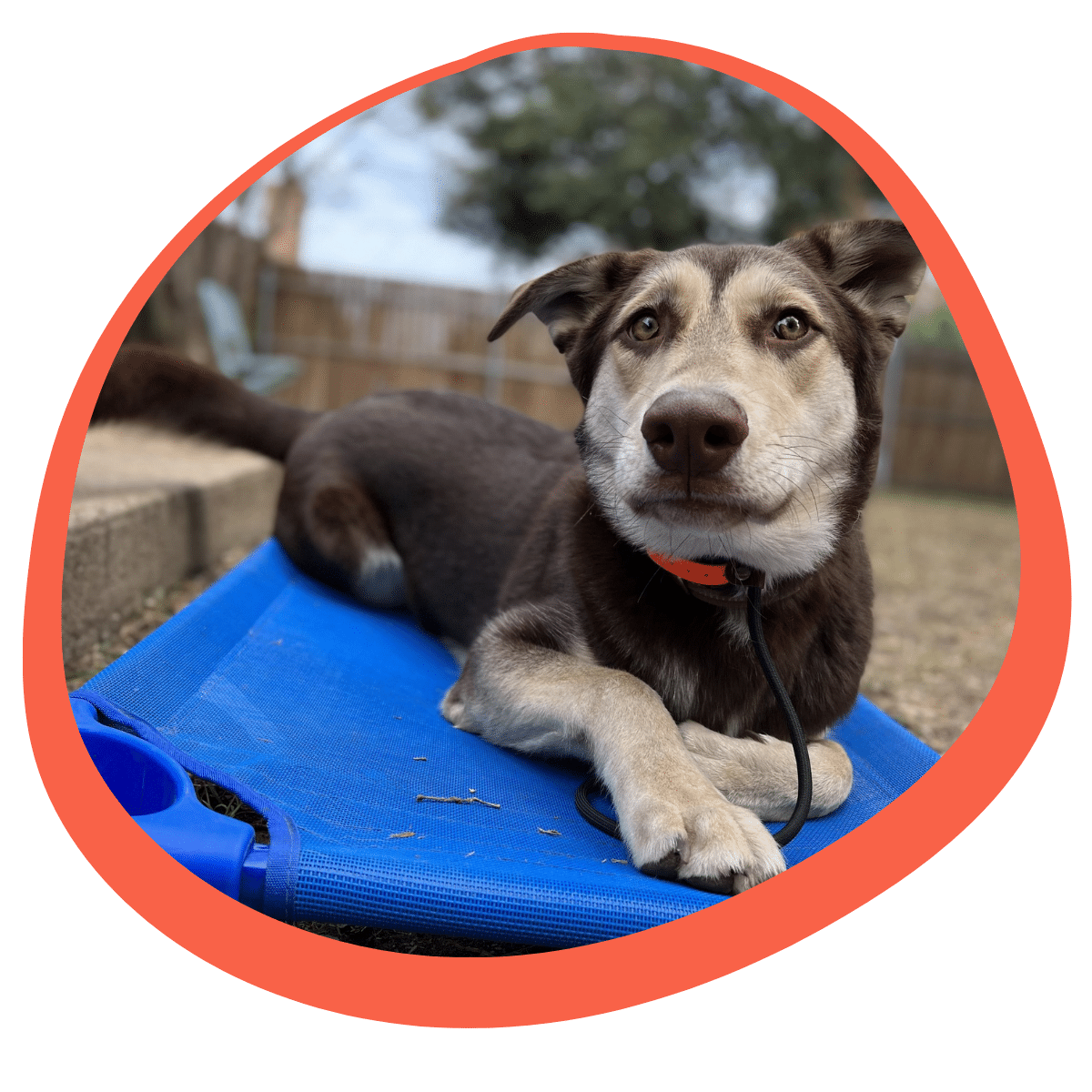 dog with behavior issues in Gainesville TX starting board and train program with professional trainer