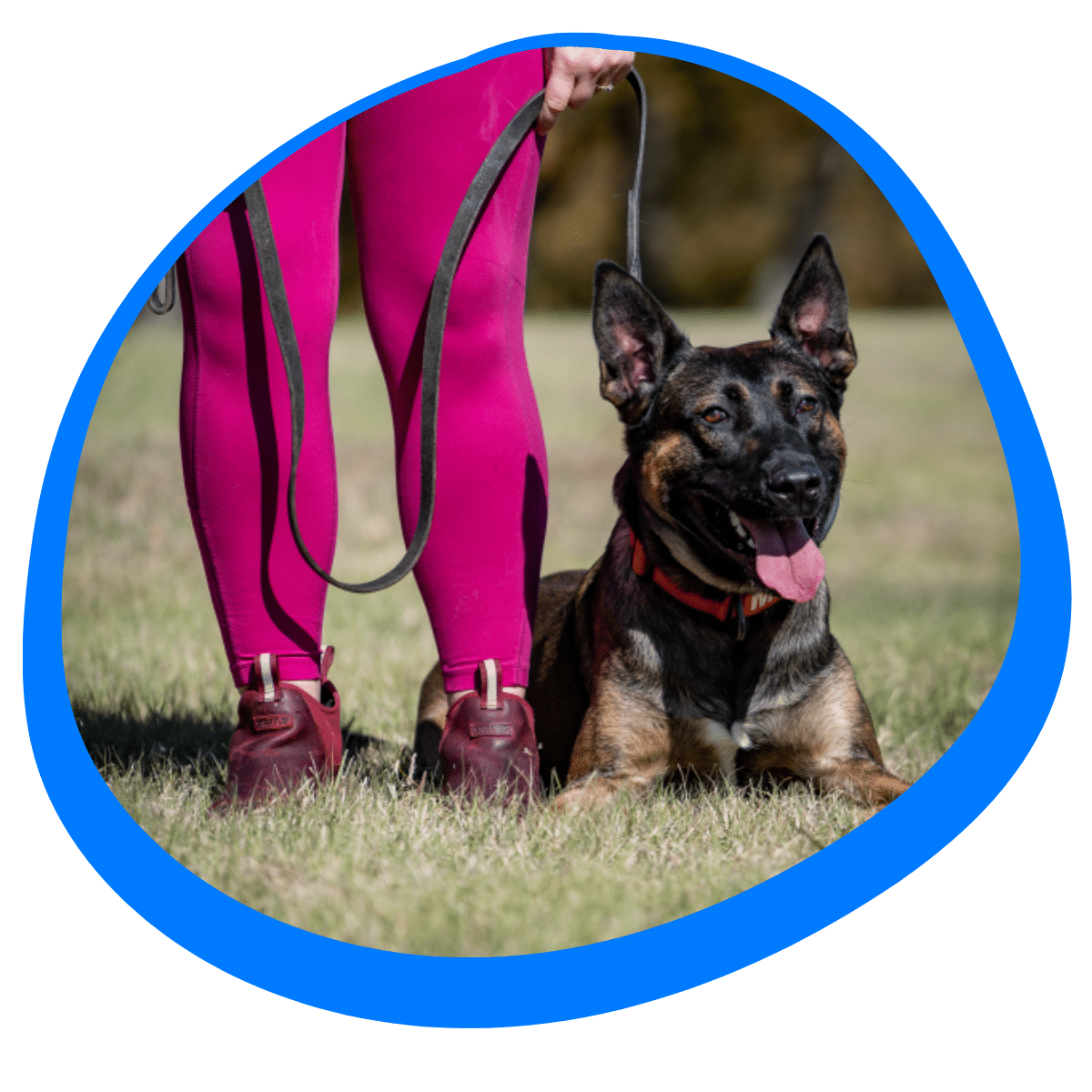dog showing signs of separation anxiety in Gainesville TX needing behavior modification training