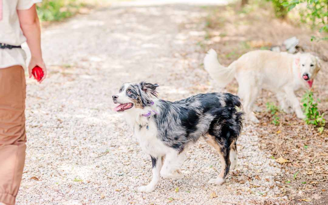 Signs Your Dog Needs Behavior Modification