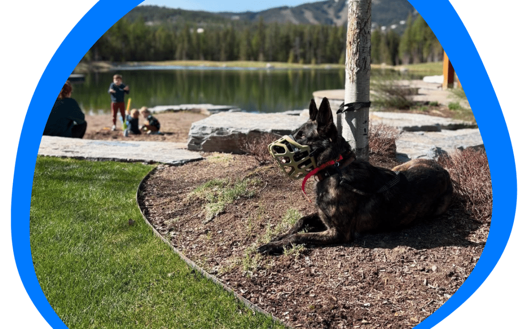 Behavior Modification: Steps To Achieve Harmony With Your Dog